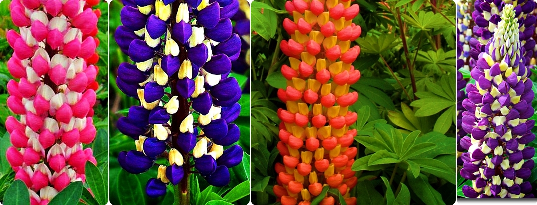 łubin tower - seria łubinów o kolorowych kwiatach